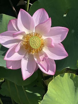 三溪園に投稿された画像（2023/7/23）