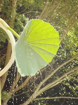 三溪園に投稿された画像（2023/7/23）