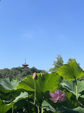 三溪園に投稿された画像（2023/7/23）