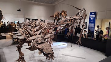 大阪市立自然史博物館に投稿された画像（2023/7/23）