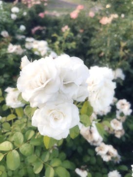 京成バラ園に投稿された画像（2023/7/23）