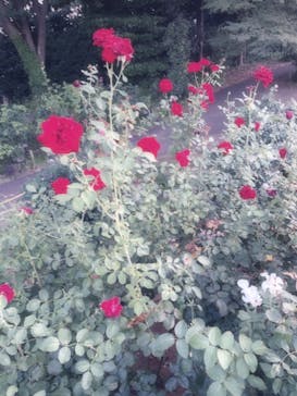 京成バラ園に投稿された画像（2023/7/23）