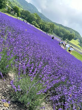 たんばらラベンダーパークに投稿された画像（2023/7/23）