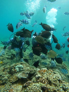 沖縄マリンサービス碧に投稿された画像（2023/7/23）