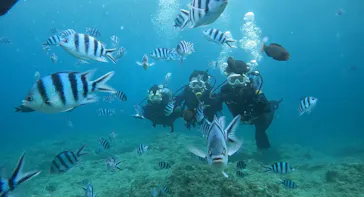 武藤潜水に投稿された画像（2023/7/23）