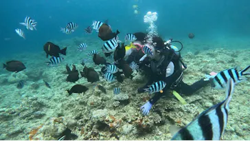 武藤潜水に投稿された画像（2023/7/23）