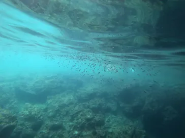 武藤潜水に投稿された画像（2023/7/23）