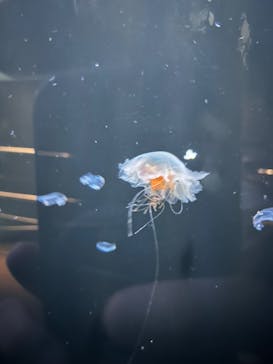 環境水族館アクアマリンふくしまに投稿された画像（2023/7/23）