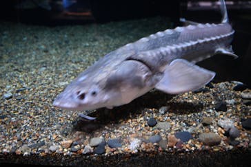 環境水族館アクアマリンふくしまに投稿された画像（2023/7/23）