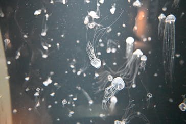 環境水族館アクアマリンふくしまに投稿された画像（2023/7/23）