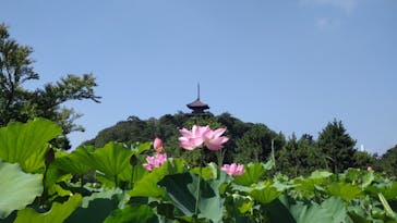 三溪園に投稿された画像（2023/7/23）