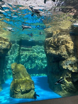 京都水族館に投稿された画像（2023/7/23）