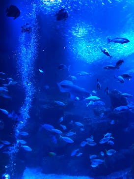 京都水族館に投稿された画像（2023/7/23）