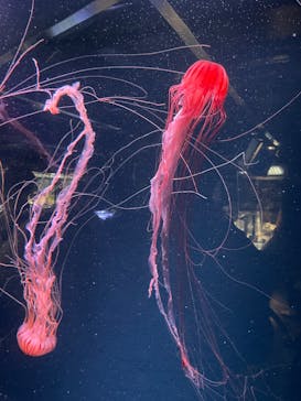 京都水族館に投稿された画像（2023/7/23）