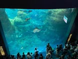 新江ノ島水族館に投稿された画像（2023/7/23）