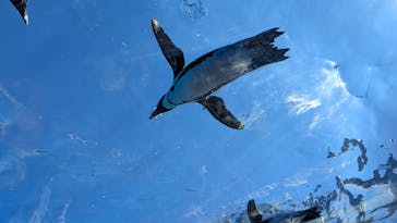 サンシャイン水族館に投稿された画像（2023/7/23）