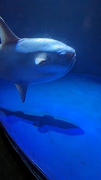 サンシャイン水族館に投稿された画像（2023/7/23）