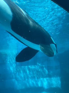 名古屋港水族館に投稿された画像（2023/7/23）