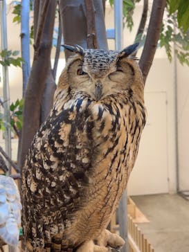 Moff アニマル カフェ イーアス 高尾店に投稿された画像（2023/7/23）