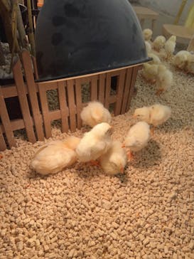 Moff アニマル カフェ イーアス 高尾店に投稿された画像（2023/7/23）