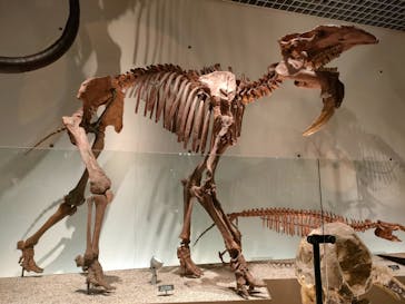 国立科学博物館に投稿された画像（2023/7/23）