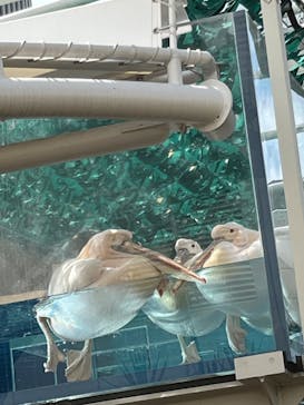 サンシャイン水族館に投稿された画像（2023/7/23）