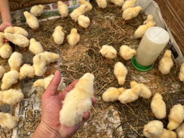 しろとり動物園に投稿された画像（2023/7/23）