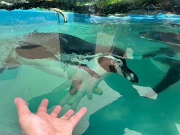 しろとり動物園に投稿された画像（2023/7/23）