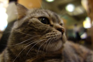 猫カフェモカ　新宿店に投稿された画像（2023/7/23）