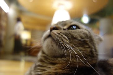 猫カフェモカ　新宿店に投稿された画像（2023/7/23）