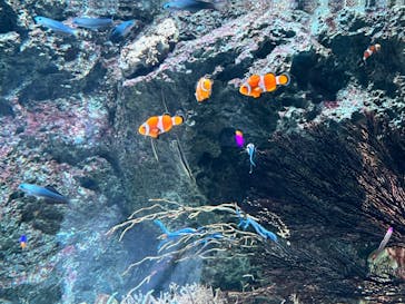 サンシャイン水族館に投稿された画像（2023/7/23）