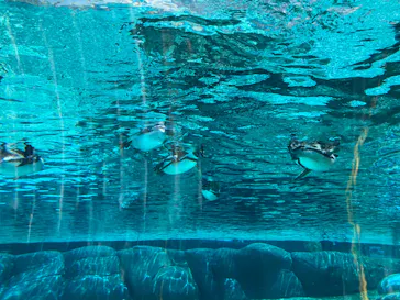 天王寺動物園に投稿された画像（2023/7/23）