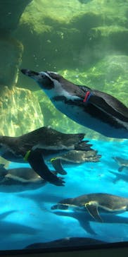 アクアワールド茨城県大洗水族館に投稿された画像（2023/7/23）