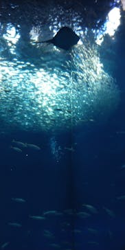 アクアワールド茨城県大洗水族館に投稿された画像（2023/7/23）