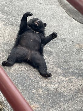 奥飛騨クマ牧場に投稿された画像（2023/7/23）