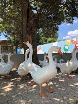 東武動物公園に投稿された画像（2023/7/23）