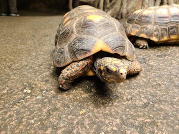 那須どうぶつ王国に投稿された画像（2023/7/23）