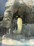 名古屋港水族館に投稿された画像（2023/7/23）