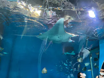 マクセル アクアパーク品川に投稿された画像（2023/7/23）