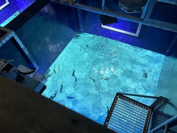 サンシャイン水族館に投稿された画像（2023/7/23）