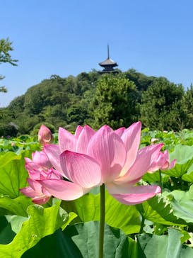 三溪園に投稿された画像（2023/7/23）