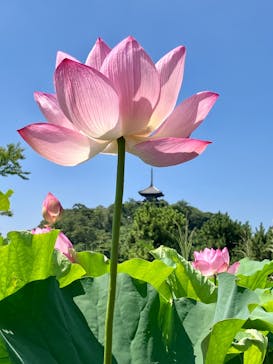 三溪園に投稿された画像（2023/7/23）