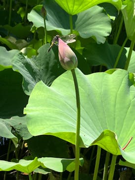 三溪園に投稿された画像（2023/7/23）