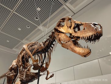 大阪市立自然史博物館に投稿された画像（2023/7/23）