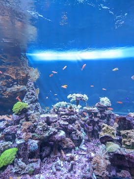サンシャイン水族館に投稿された画像（2023/7/23）
