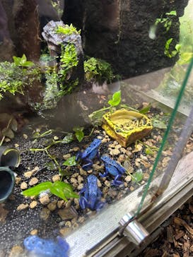 カワスイ 川崎⽔族館に投稿された画像（2023/7/23）