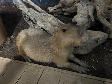 カワスイ 川崎⽔族館に投稿された画像（2023/7/23）