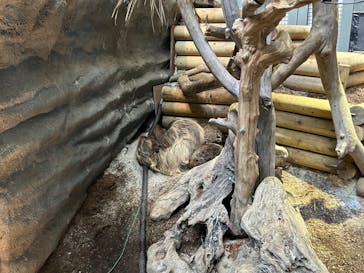 カワスイ 川崎⽔族館に投稿された画像（2023/7/23）