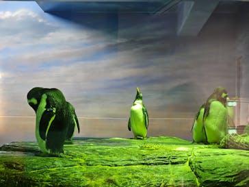 島根県立 しまね海洋館に投稿された画像（2023/7/23）