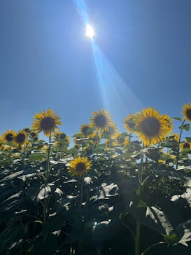 成田ゆめ牧場に投稿された画像（2023/7/23）